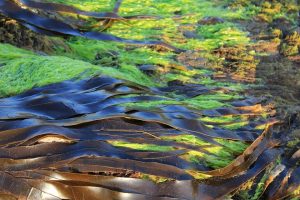 Vélemények a Wellstar Imune alga kapszuláról