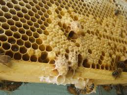 Értékes méhpempő hazai termelőktől